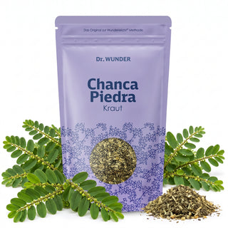 Chanca Piedra Kraut